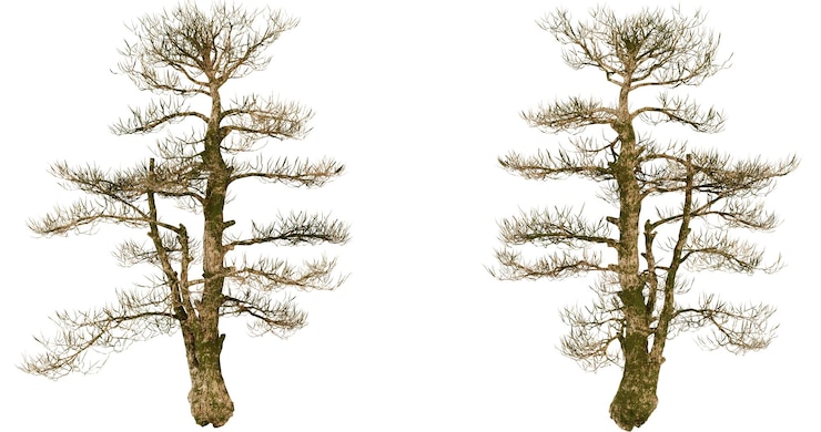 PSD two aerial views of a tall skinny tree in a forest setting