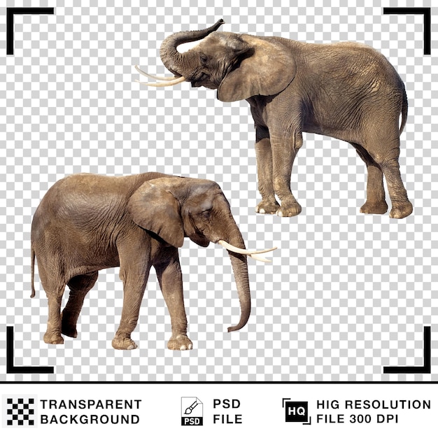 Two African Elephants Standing on Transparent Background