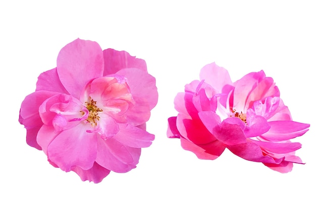 白い背景に2つの美しいピンクのバラの花