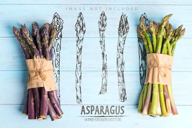 PSD two bunches of home grown raw organic purple and green asparagus spears for cooking healthy vegetarian dieting food  copy space vegan concept