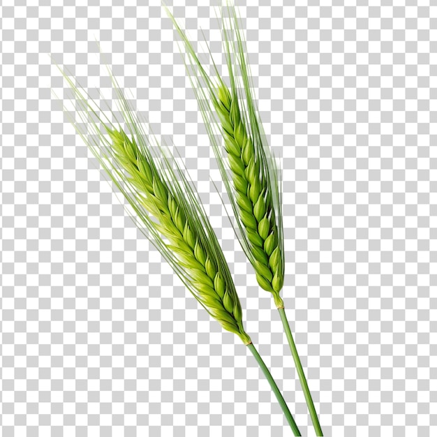 PSD two ears of wheat isolated on transparent background