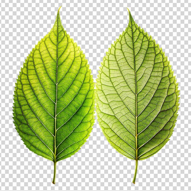 Two green leaves on transparent background