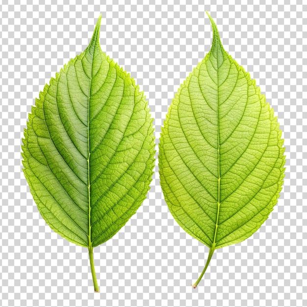 PSD due foglie verdi su uno sfondo trasparente