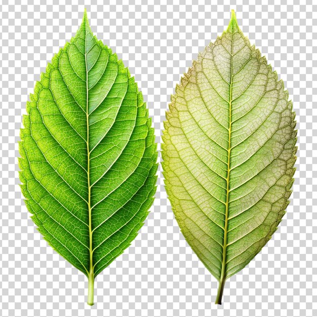 PSD two green leaves on transparent background