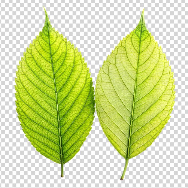 PSD two green leaves on transparent background