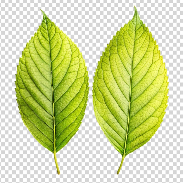 PSD two green leaves on transparent background