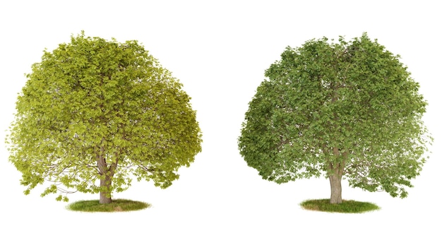 Two green trees isolated on a black background for compositing