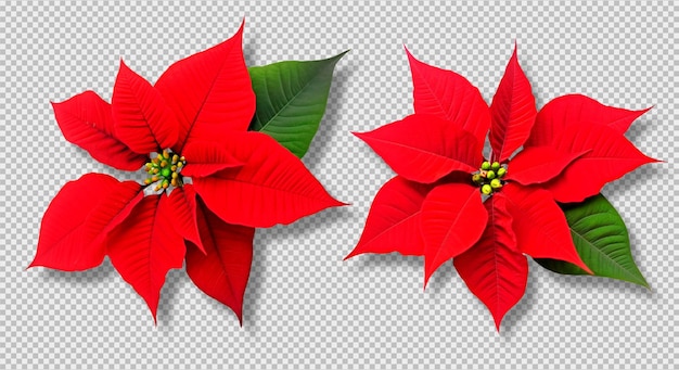 PSD due piante di poinsettia di natale isolate su uno sfondo trasparente