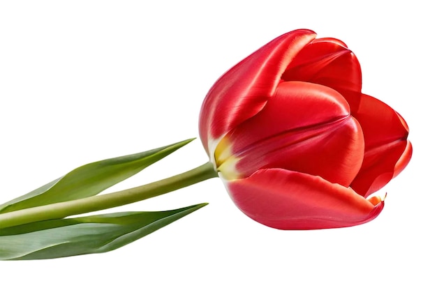 PSD two red tulips with the transparent background