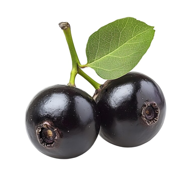 PSD two ripe black blueberries