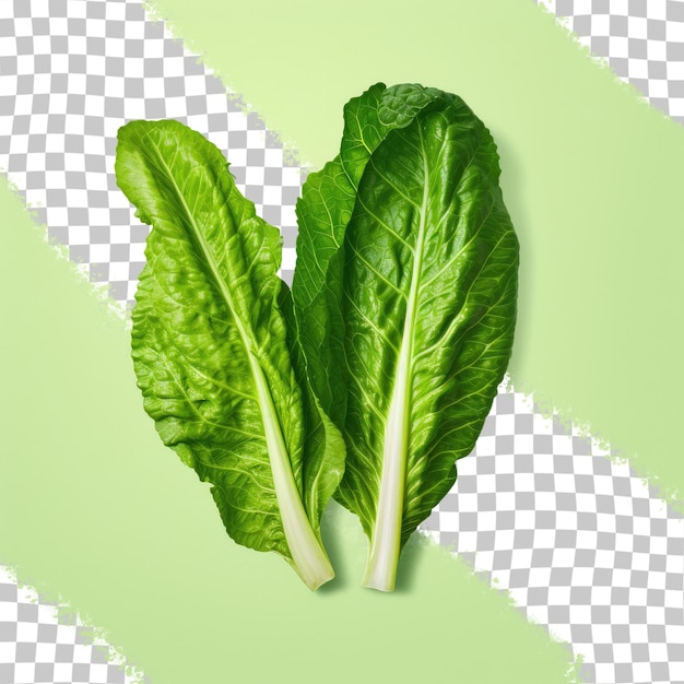Two romaine lettuce leaves against transparent background