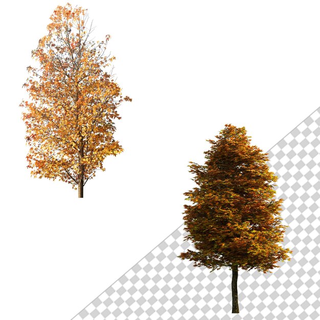 Two trees in autumn colors isolated on a white and transparent background