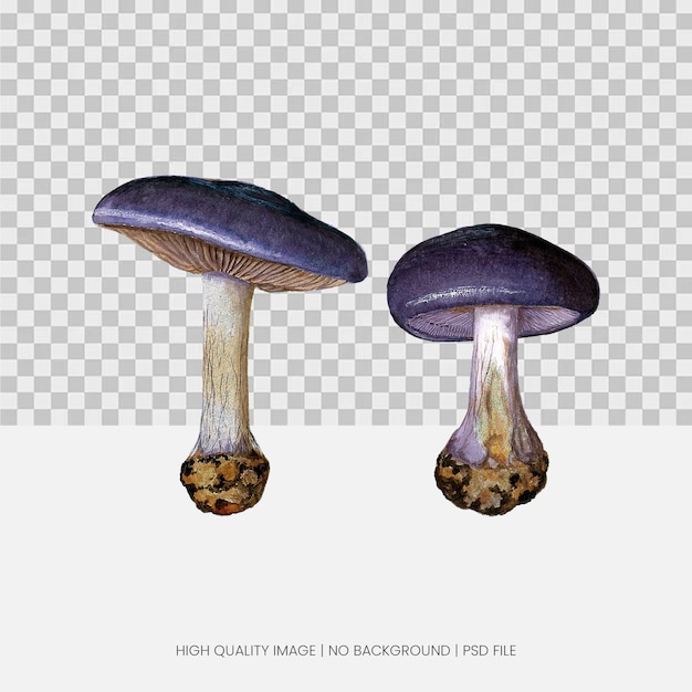 Two vibrant purple mushrooms with lightcolored stems and brown bases