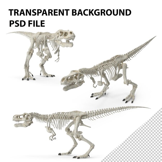 PSD ティラノサウルス・レックス (tyrannosaurus rex) 歩く骨格