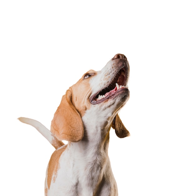 Uitzicht op een schattige bruine en witte hond