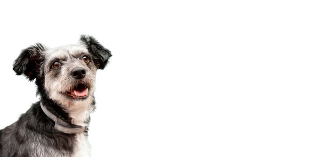 Uitzicht op een schattige hond