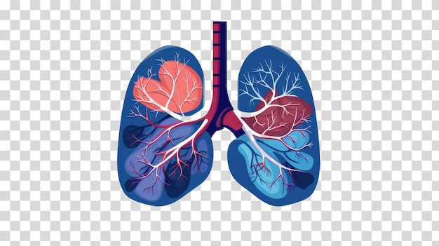 PSD układ oddechowy izolowany na przezroczystym tle ilustracji wektorowych