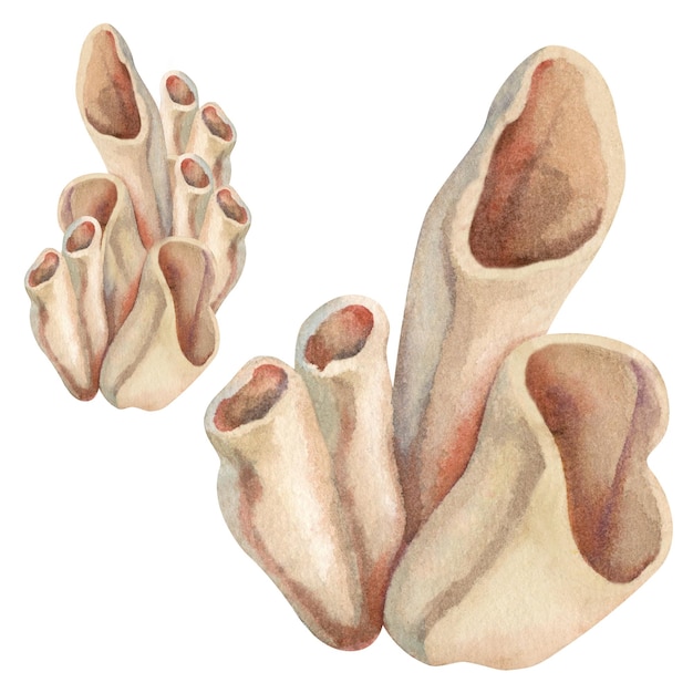 산호초에 사는 수중 바다 스폰지, 시폰, 해양 디자인, 스쿠버 다이빙, 책, 예술, 공예, 섬유를 위한 백색 바탕에 고립된 베이지 색조의 튜브 스폰지의 수채 화