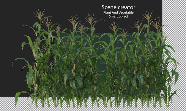 PSD uprawa kukurydzy, roślina kukurydzy, izolowane pole kukurydzy, zielone pole ścieżki przycinania kukurydzy