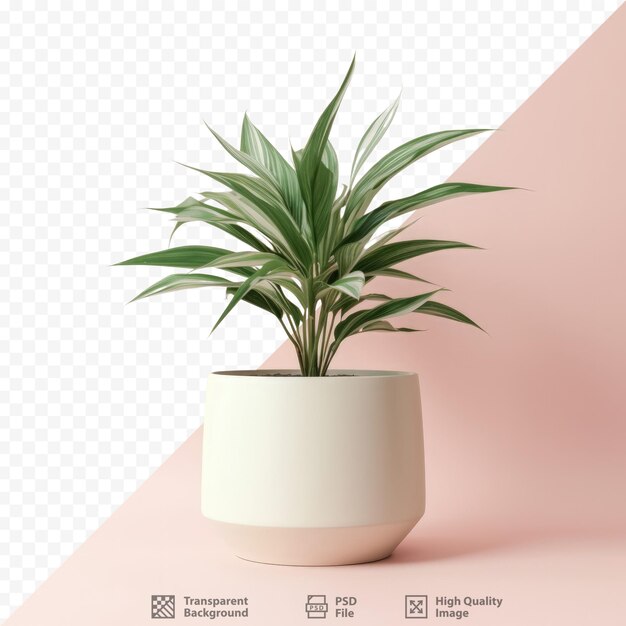 PSD Используйте это комнатное растение для улучшения вашего дома и рабочего пространства, создавая естественную атмосферу
