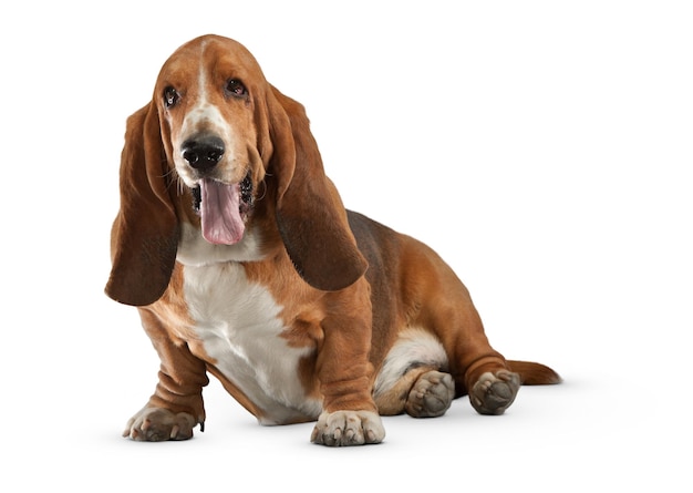 Uwielbiany Basset Hound z opuszczonymi uszami na białym tle
