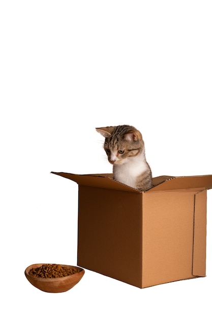 Vakker og søt katt isolert