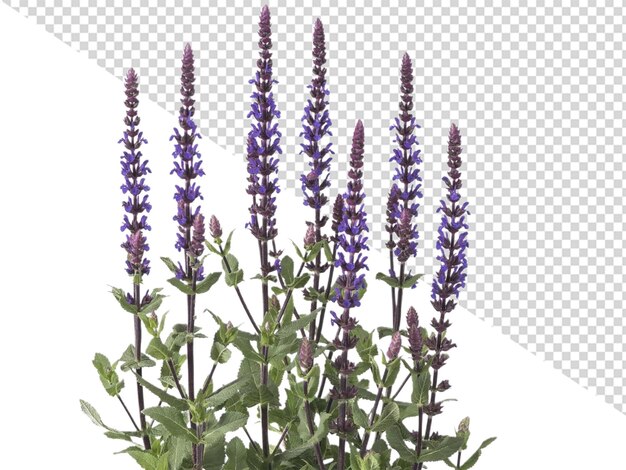 PSD valse salvia bloem png