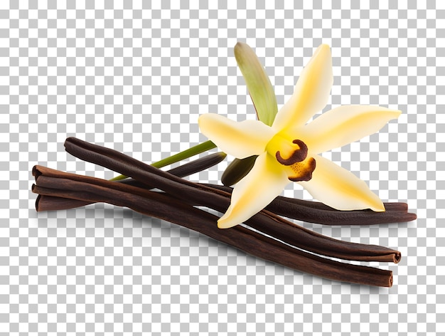 PSD vanilla bean chocolate vanilla bean, a vanilla bean and vanilla beans png clipart