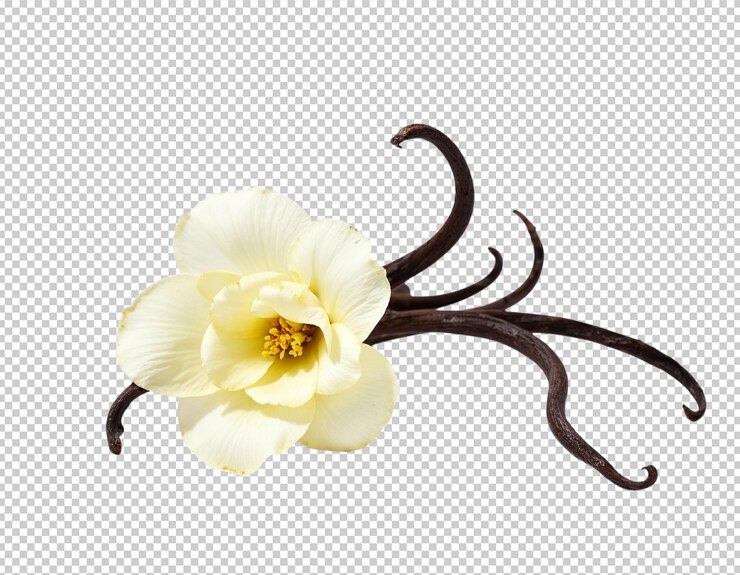 PSD バニラの花と豆