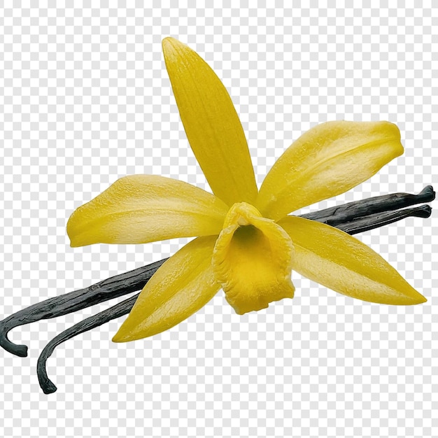 PSD バニラの花とエッセンスオイル 透明な背景のpsdに分離されたpng