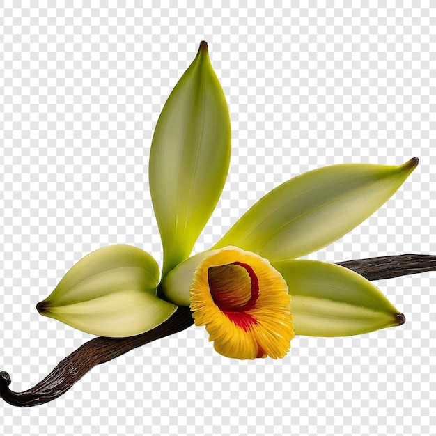 Fiori di vaniglia con olio essenziale isolato png su sfondo trasparente psd