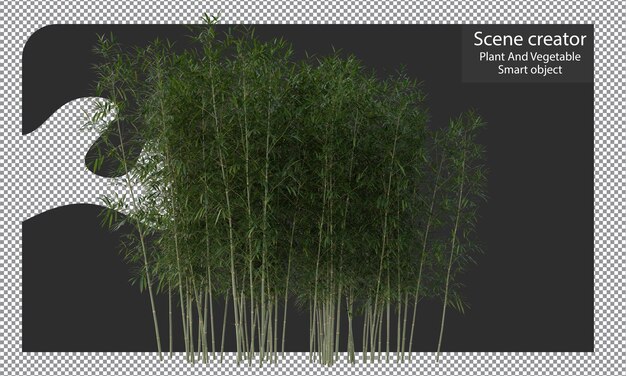 PSD varieties of bamboo plants isolated bamboo clipping path