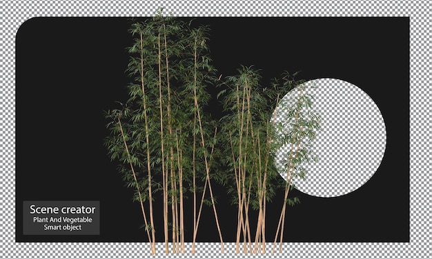 Varieties of bamboo plants isolated bamboo clipping path