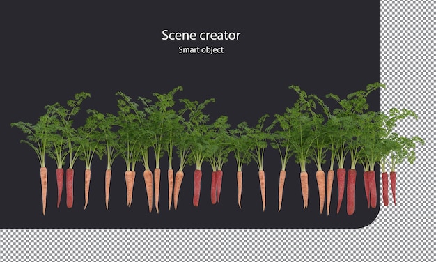 PSD varieties of carrots clipping path root vegetables isolated