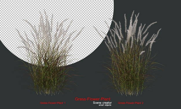 A variety of grasses and plants