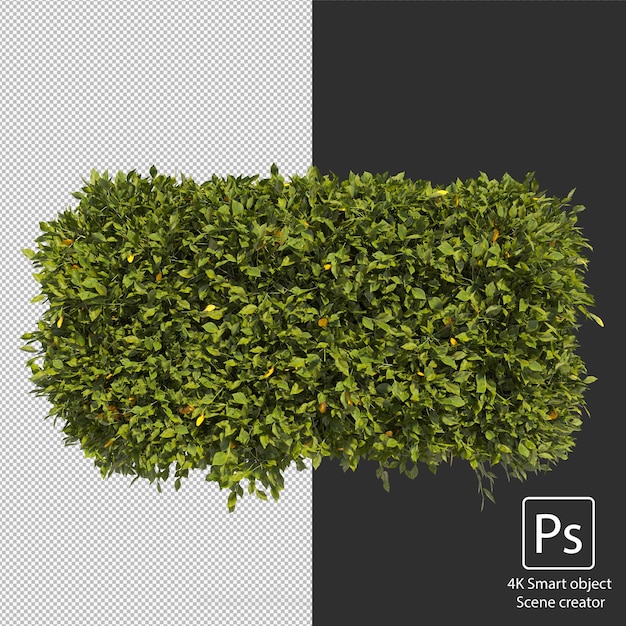 variety of hedges shrubs and bushes clipping path