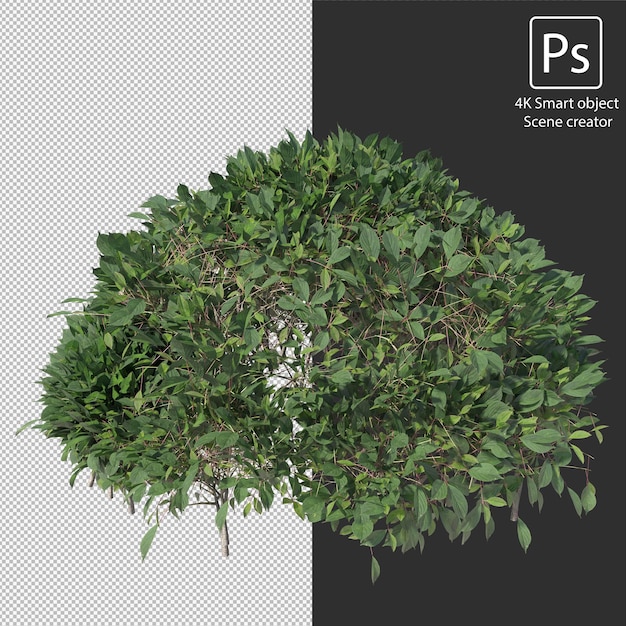 variety of hedges shrubs and bushes clipping path