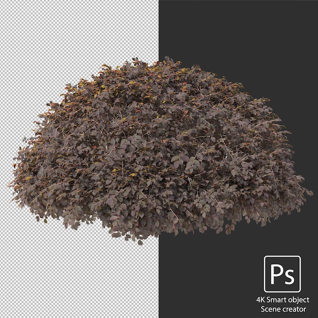 Variety of hedges shrubs and bushes clipping path