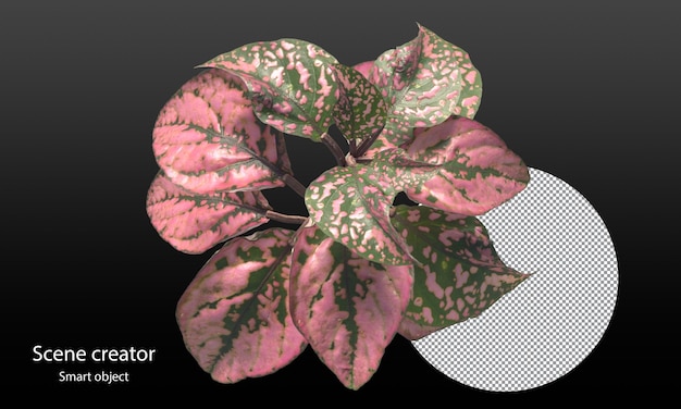 Variety of small plants isolated small plants clipping path