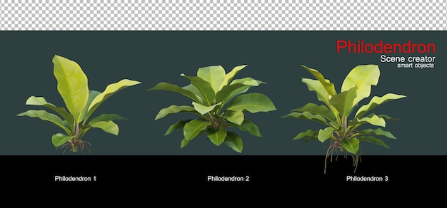 PSD variety of philodendrons