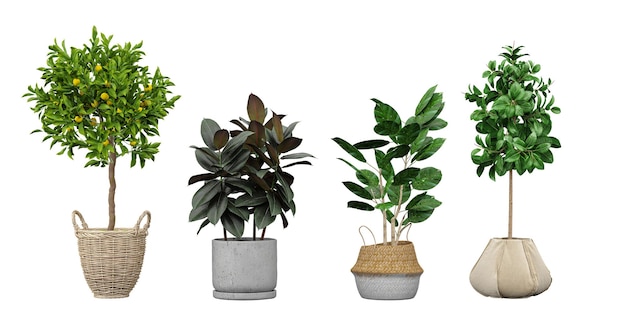 A variety of plants in pots are shown