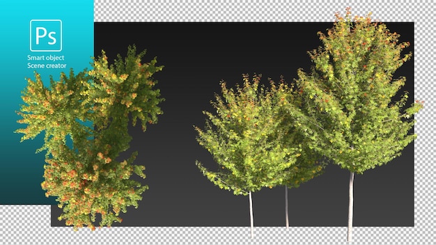 Variety plants and trees clipping path