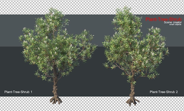A variety of plants and trees