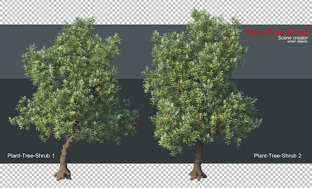 A variety of plants and trees