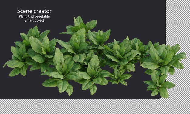 variety small plants and flowers isolated plants clipping path