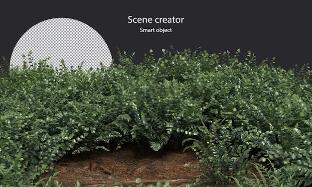 variety of small plants isolated small plants clipping path