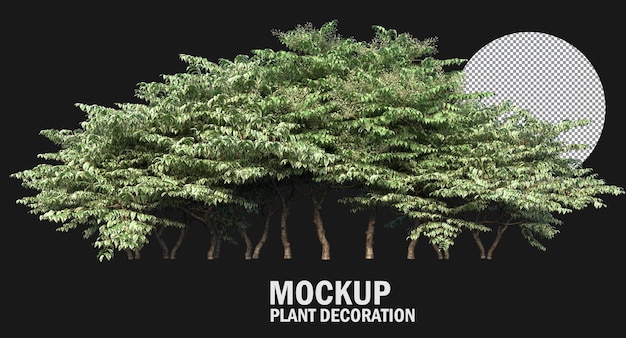 variety small plants and trees isolated plants clipping path