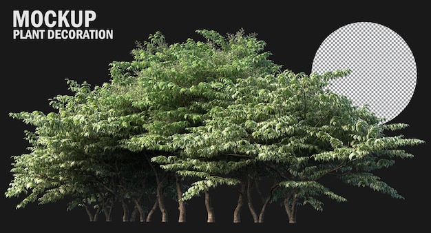 variety small plants and trees isolated plants clipping path