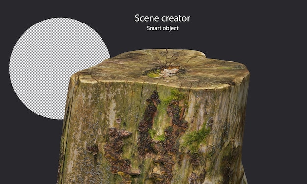 PSD variety of stump surrounded by small plants isolated stump and small plants clipping path