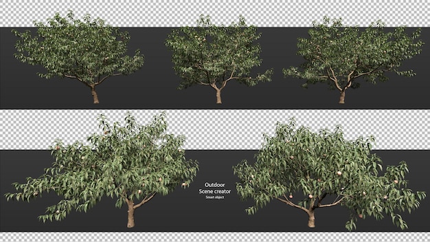 variety trees clipping path trees isolated  3d tree rendering